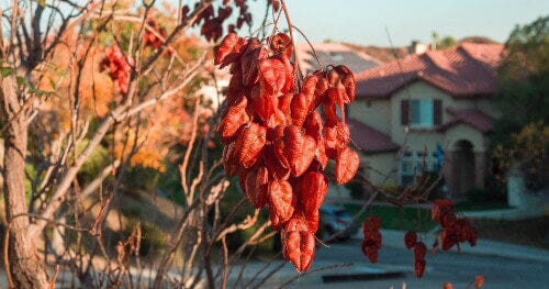 Why Is My Tree Dying? - J.L. Matthews Co., Inc.