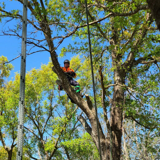 Brandon Culpan is suspended in air from a tree. 