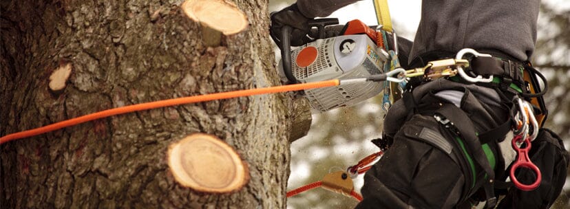 The Arborist’s Tool Kit Part I: Safety Gear – J.L. Matthews Co., Inc.