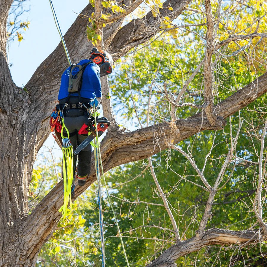 Weaver Tree Saddle Climbing Kit 